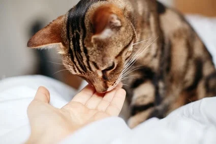 why do cats sniff your hand?