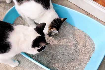 why does cat urine smell like ammonia?