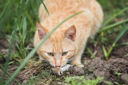 will mice stay away if you have cats?