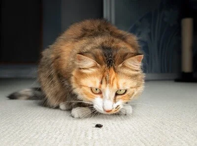 are insects poisonous to cats?