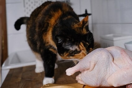 can cats be fed raw chicken?