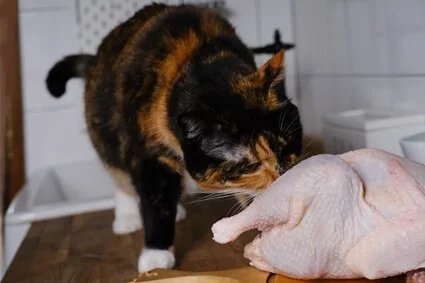can cats be fed raw chicken?