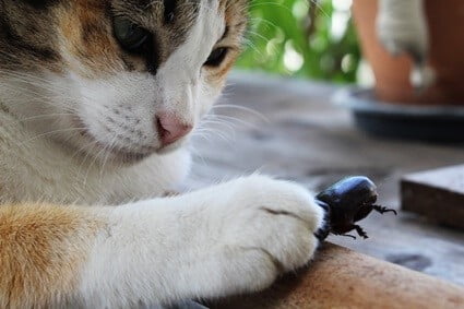can eating insects make cats sick?