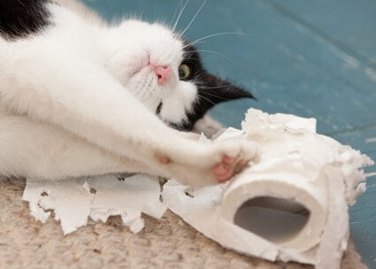 cats tearing up toilet paper