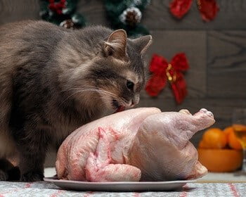 how to prepare raw chicken for cats