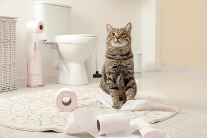 how to stop cat from unrolling toilet paper