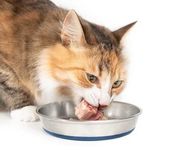 is it safe to feed cats raw chicken?