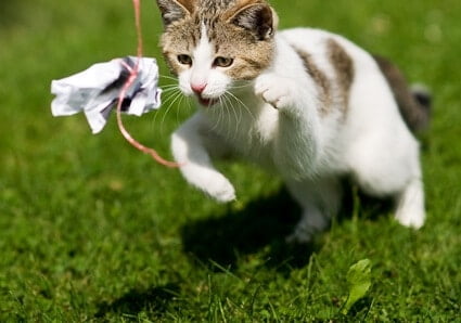 why do cats chase string?