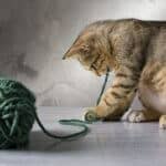 why do cats go crazy for string?