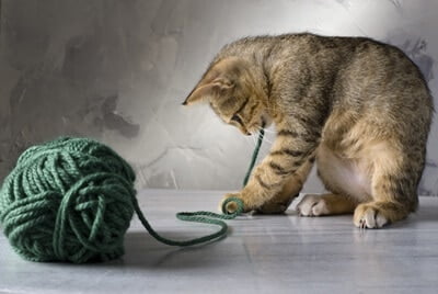 why do cats go crazy for string?