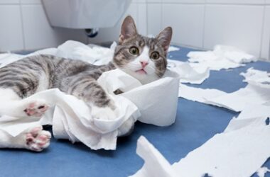 why do cats play with toilet paper?