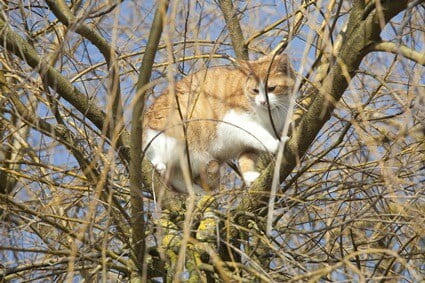 Can a cat climb down a tree on its own?