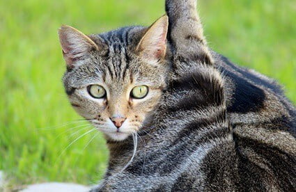 Why do cats kick with their back legs?