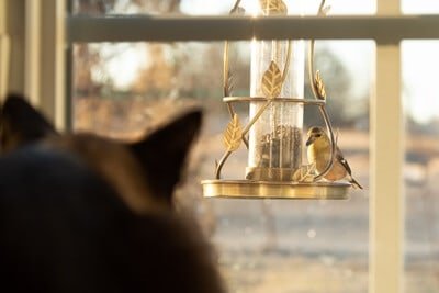 Why do cats make sounds when they see birds?