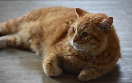 can cats understand human meows?