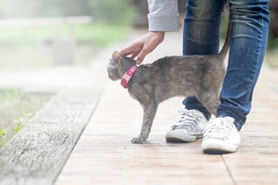 cat arches back when petted