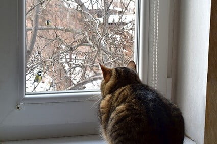 cats chattering to birds