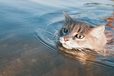 do cats instinctively know how to swim?