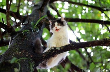 how to get a cat out of a tall tree without a ladder