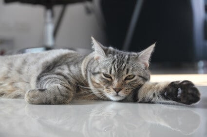 how to keep indoor cats cool in hot weather