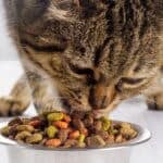 how to slow down a cat from eating too fast