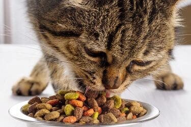 how to slow down a cat from eating too fast