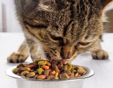 how to slow down a cat from eating too fast