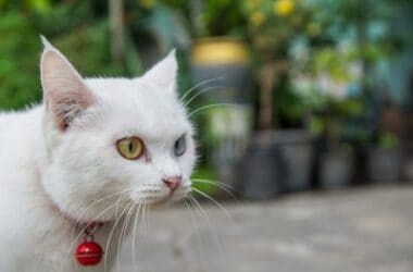 is a cat collar with bell good or bad?