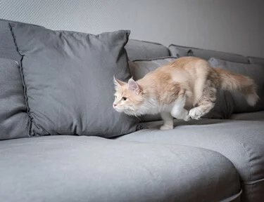 what causes zoomies in cats?