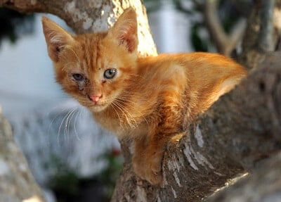 what to do if a cat is stuck in a tree