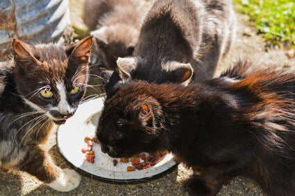 what to feed an older cat that is losing weight