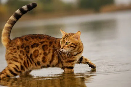 why are domesticated cats afraid of water?
