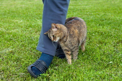 why do cats arch their back when they rub against you?