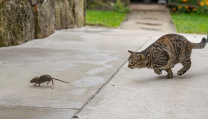 will having cats keep mice away?