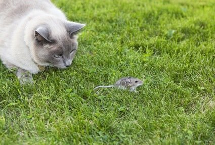 will mice leave if they smell a cat?