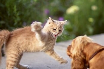 Bullying Other Pets