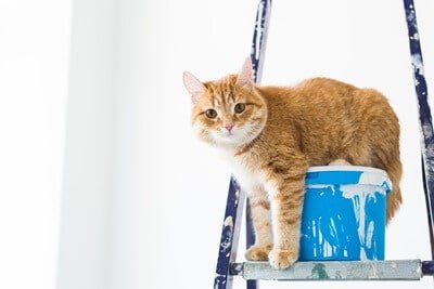 How to Remove Paint from Cat Fur