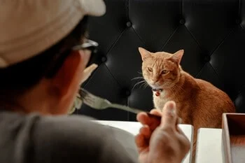 Stealing Human Food