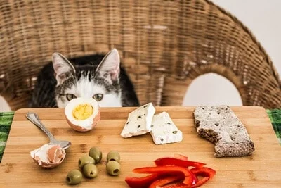 can cats eat cooked eggs?