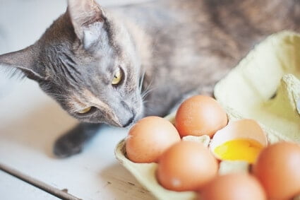 can cats eat egg shells?
