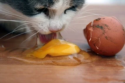 can cats eat raw eggs?