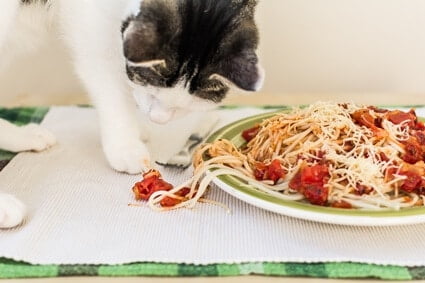 can cats eat raw pasta?