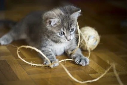 can cats poop out string?