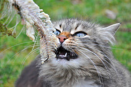 can cats swallow fish bones?