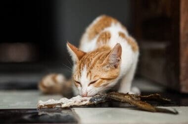 can you feed cats fish bones?
