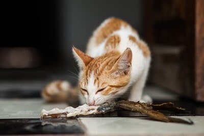 Can Cats Eat Cooked Fish with Bones? — Senior Cat Wellness