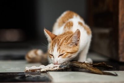 can you feed cats fish bones?