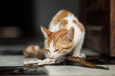 Boiled fish for cats cheap