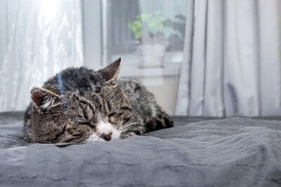 cat urinating while sleeping