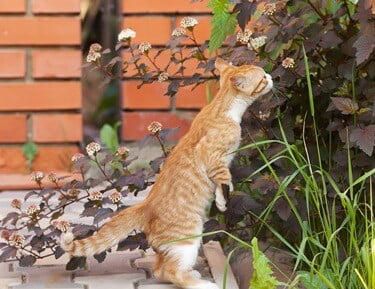 cats sense of smell gone